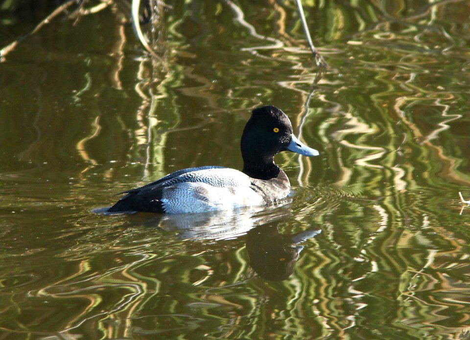 SCAUP, LESSER (1-5-10) oso flaco, slo co, ca -07