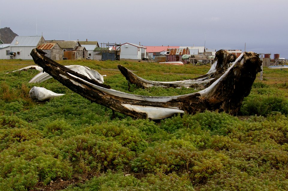 BOWHEAD BONES AT OLD TOWN