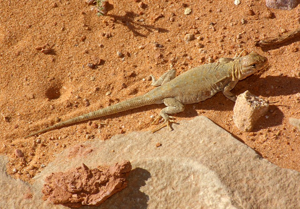 LIZARD, COMMON LESSER EARLESS? (Holbrookia maculata) (5-2-08) sheets gulch, ut -1