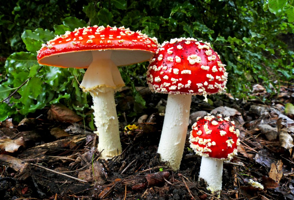 Fly Agric. (Amanita muscaria)