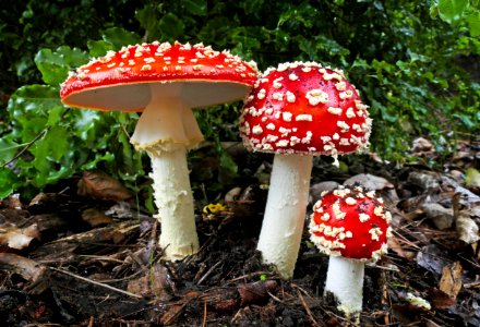 Fly Agric. (Amanita muscaria) photo