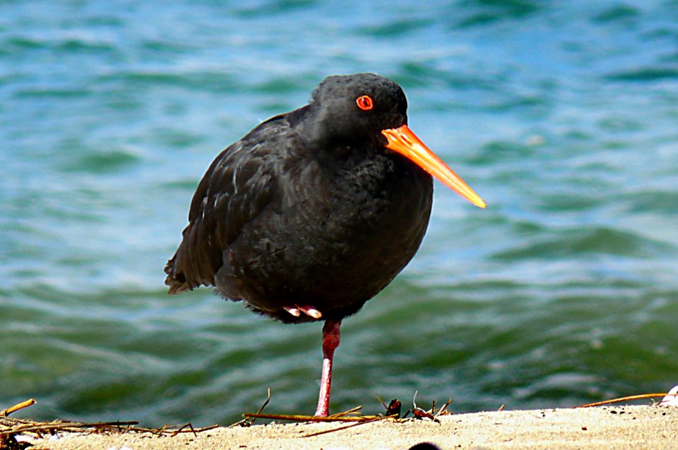 Variable oystercatcher. (Haematopus unicolor)