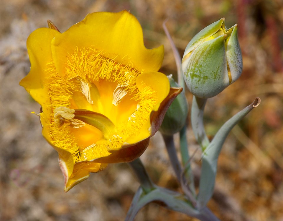 MARIPOSA, sp (calochortus, sp) (6-4-08) carrizo, caliente ridge, carrizo plain nat monument, san luis obispo, ca -13