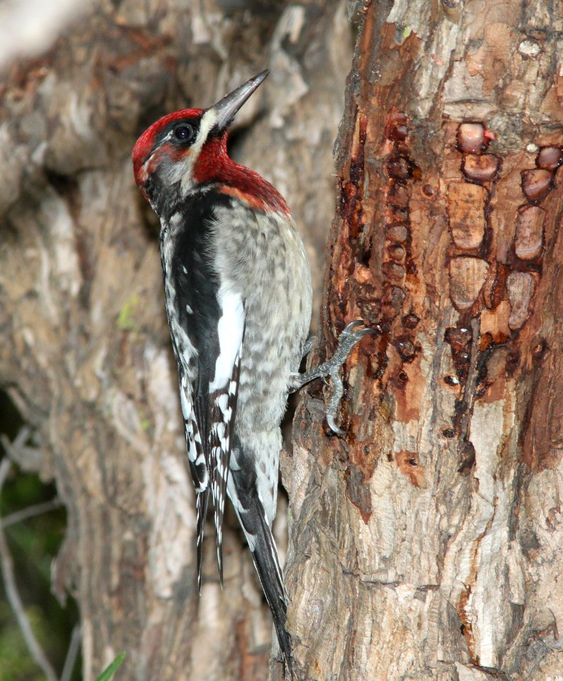 SAPSUCKER, RED-BREASTED (12-21-09) x RNSA, santa rosa park, slo, ca -01
