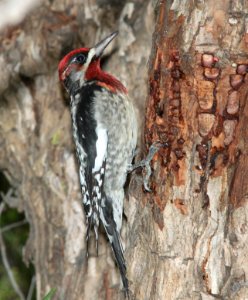 SAPSUCKER, RED-BREASTED (12-21-09) x RNSA, santa rosa park, slo, ca -01