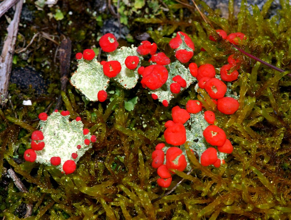 THE BIG ROCK GARDEN
