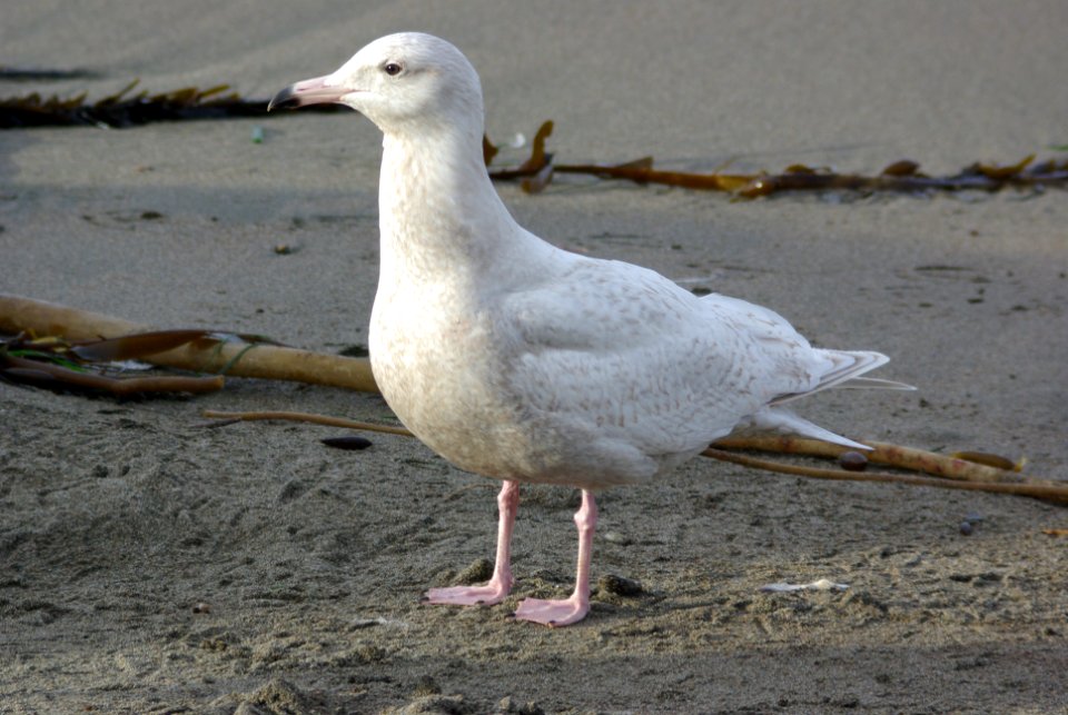 GULL, GLAUCOUS (1-26-08) el seal, 1st yr -2