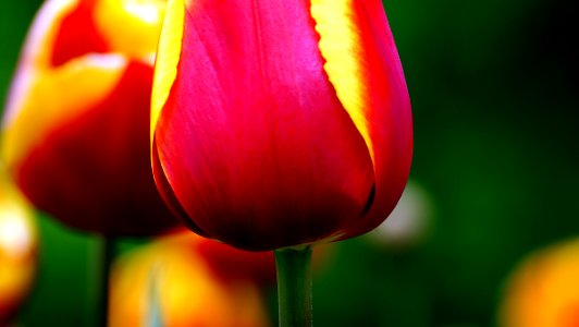 Tulip..