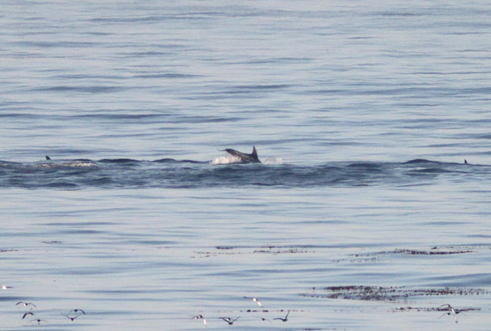 dolphin sp (11-03-09) San Simeon Point, slo co, ca -01