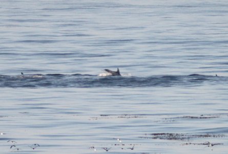 dolphin sp (11-03-09) San Simeon Point, slo co, ca -01
