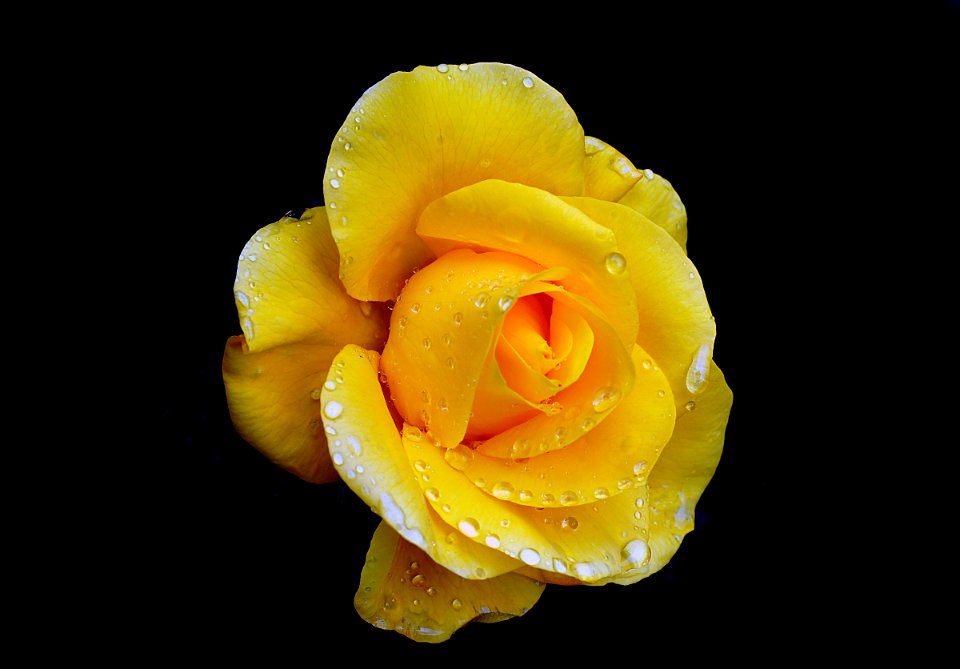 Golden Wedding.