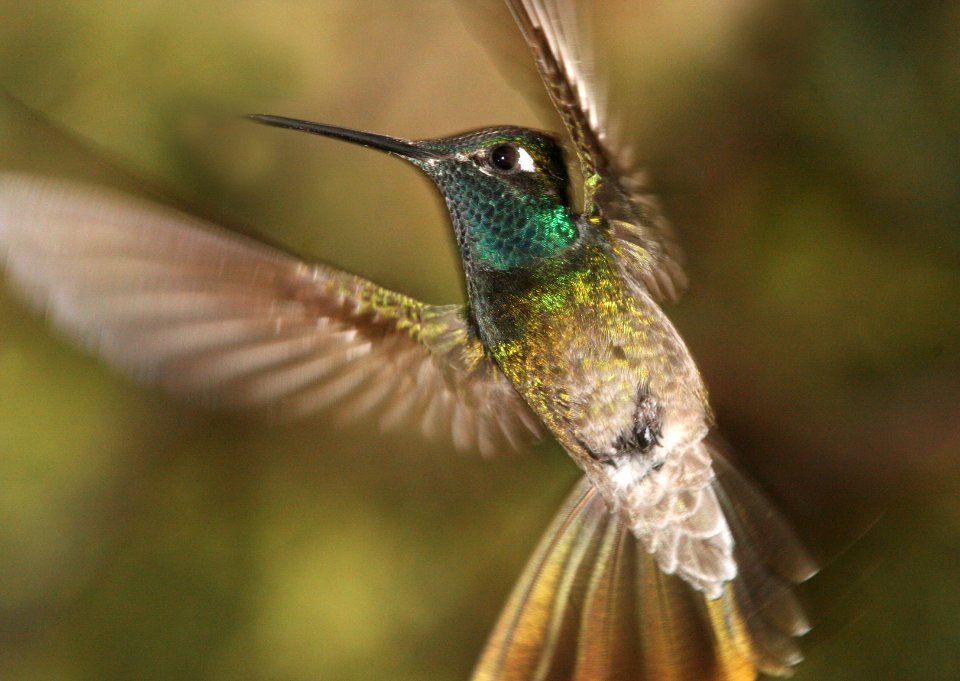 HUMMINGBIRD, MAGNIFICENT (6-18-09) madera cyn -08