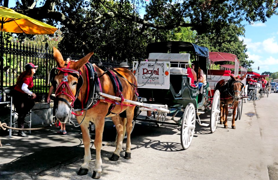 Carriages New Orleans.