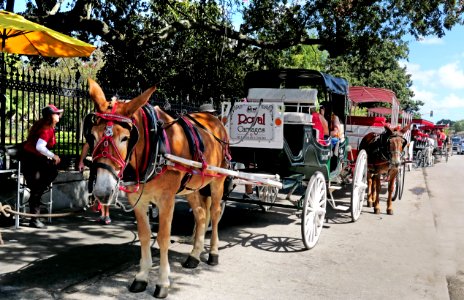 Carriages New Orleans. photo