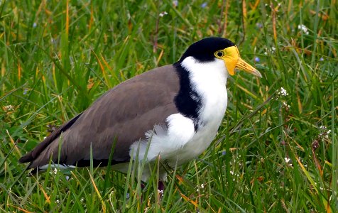 Spur winged plover. (Vanellus miles), photo