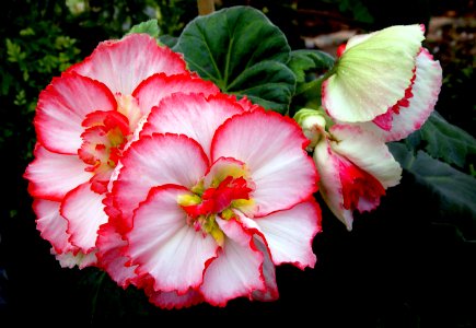 Begonias photo