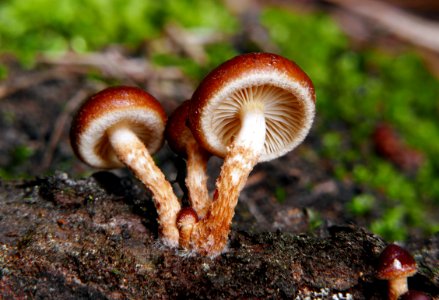 Brick Caps mushrooms (Hypholoma lateritium,) photo