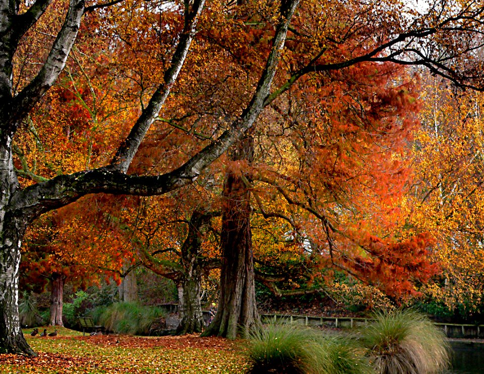 Hagley Park New Zealand. photo