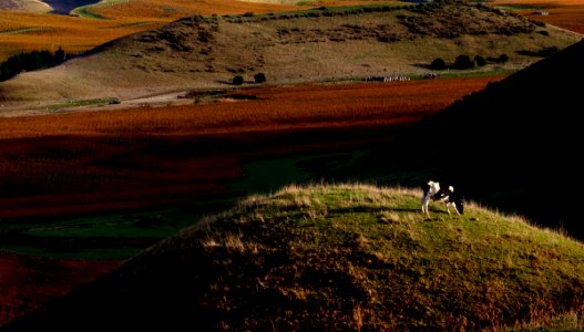 Cow on the hill. photo