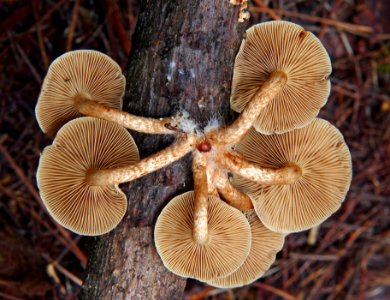 Sulphur tuft. (Hypholoma fasciculare) Worms eye view.