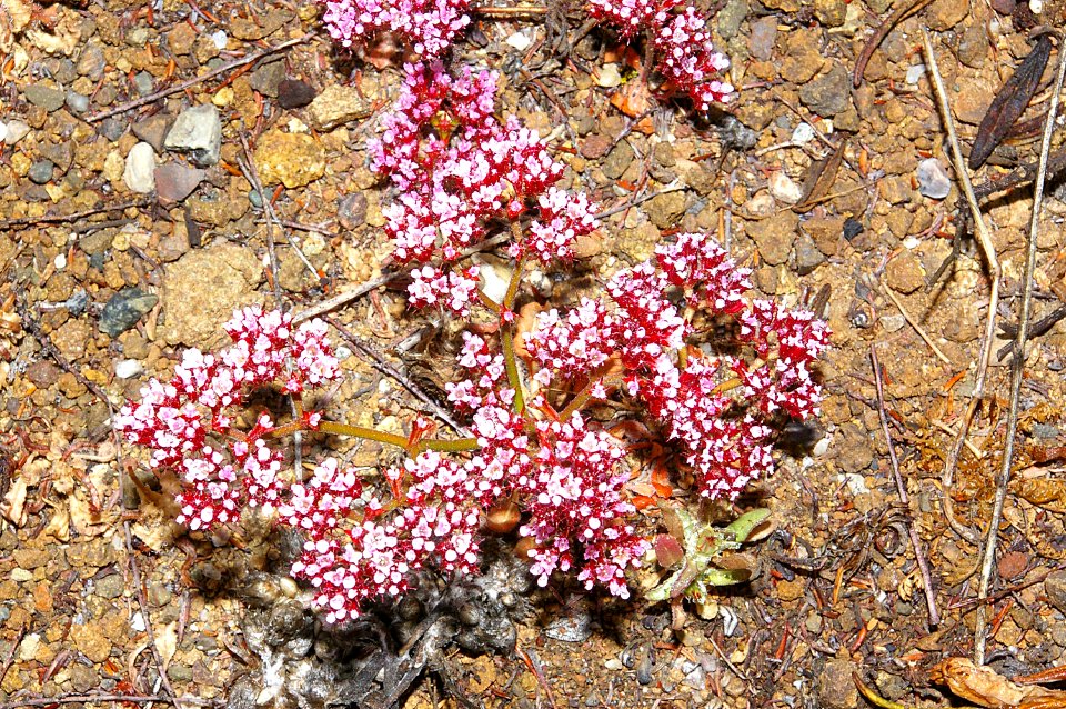 BUCKWHEAT, sp (eriogonum sp) (6-10-09) cuesta ridge -01
