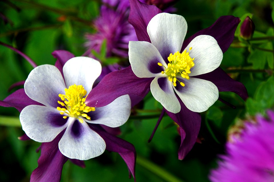 Aquilegia vulgaris "granny's bonnet"