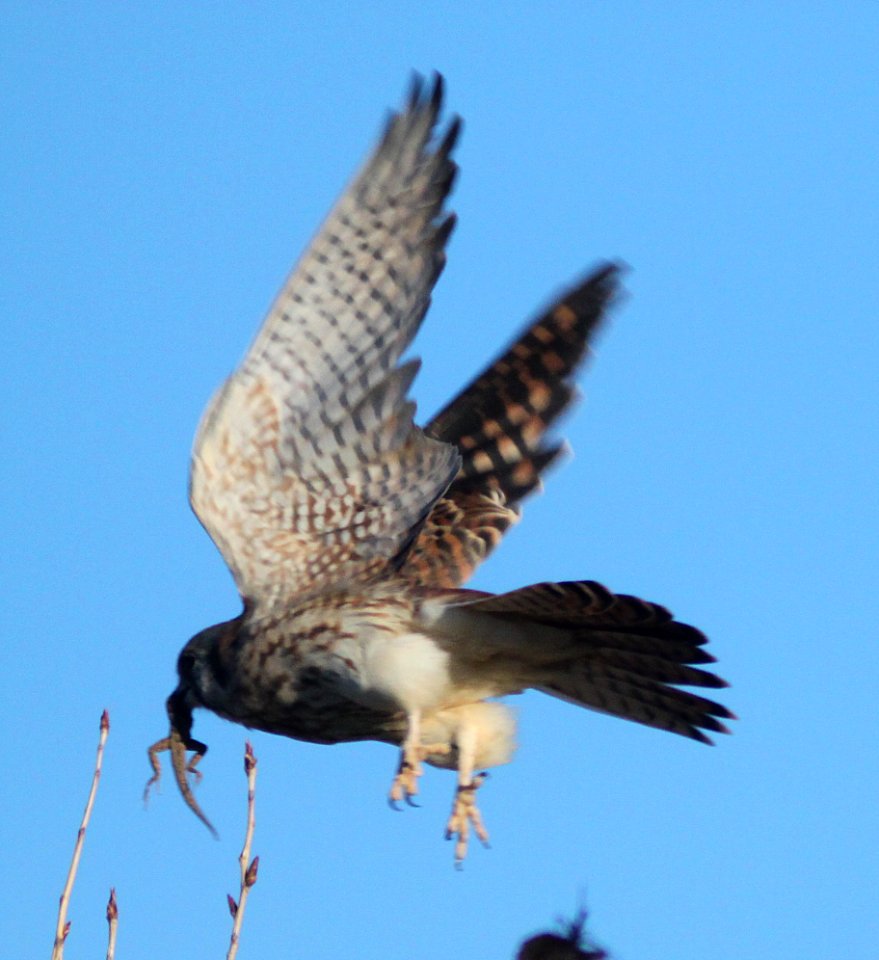 KESTREL, AMERICAN (10-30-09) with lizard, carrizo -02