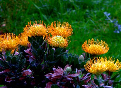Proteas.Leucospermum cordifolium.