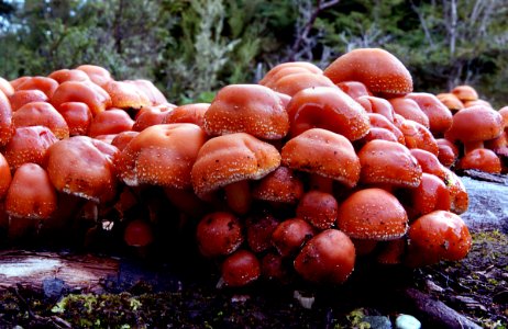 Hypholoma. sp