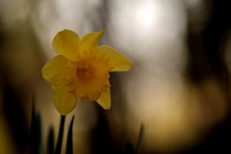 Blumen gehen immer photo