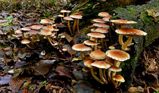 Sulphur tufts (Hypholoma fasciculare) photo