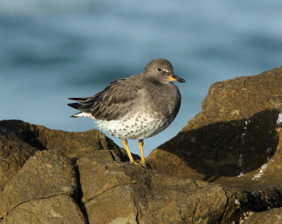 SURFBIRD (11-5-09) northpoint, morro bay, slo co, ca -04