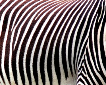 Zebra. photo