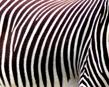 Zebra.