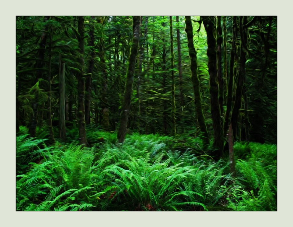 Rainforest