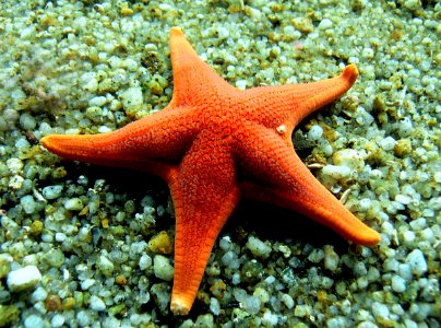 Star Fish. photo