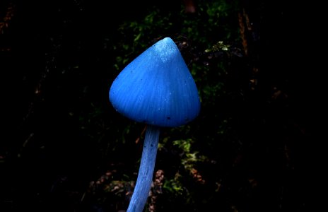 Entoloma hochstetteri (Not one of the Smurfs.)