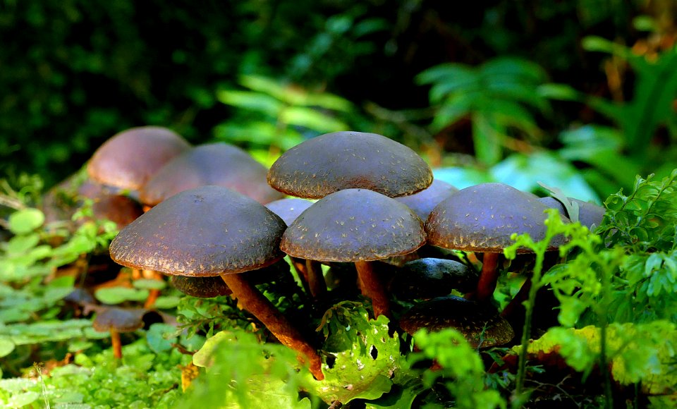 Hypholoma brunneum.