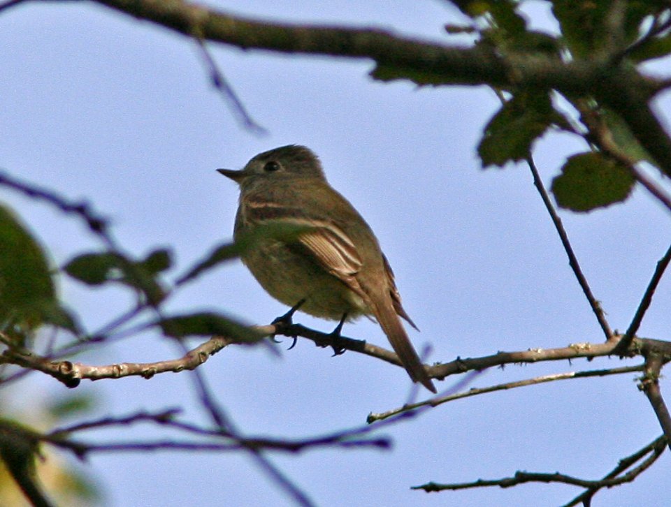 FLYCATCHER, HAMMOND'S (4-1-08) upstream of cerro alto cg -07
