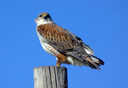 HAWK, FERRUGINOUS (12-29-07) ca val -03