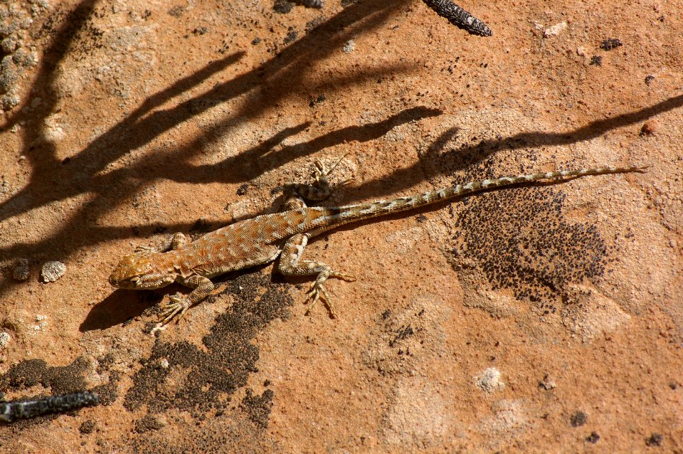 LIZARD, LESSER EARLESS? (holbrookia maculata ) (5-5-08) ticaboo cyn, ut -01