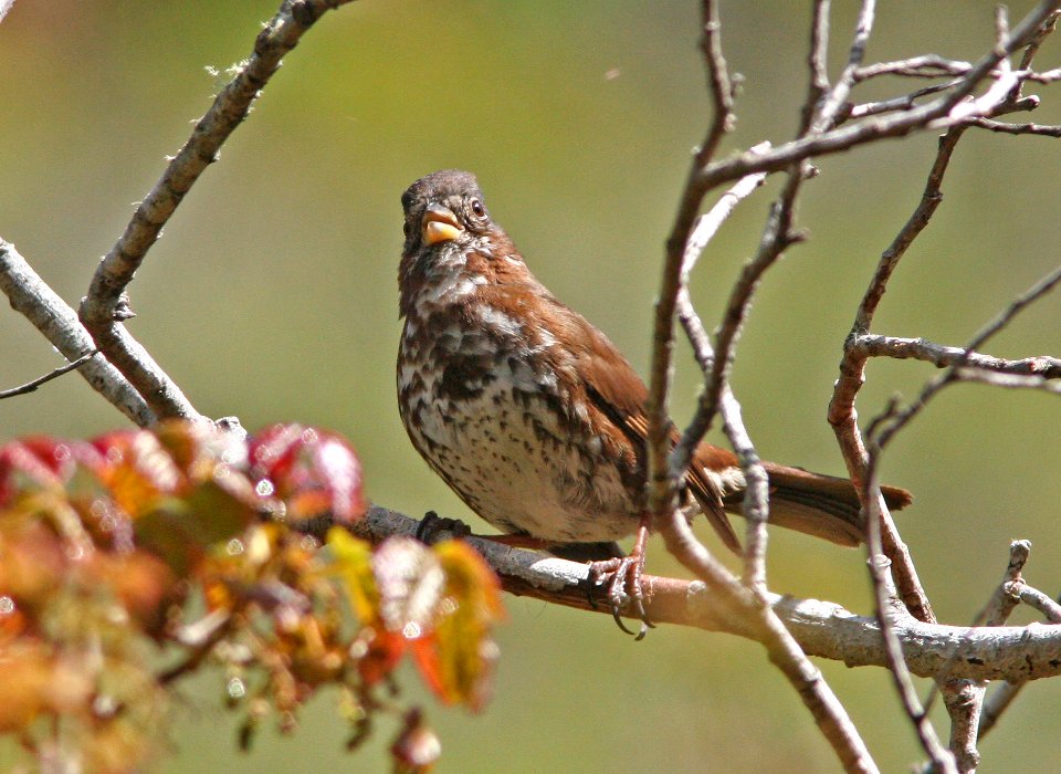 SPARROW, FOX (4-3-08) likely slate-colored - altivagans race, coon creek -02