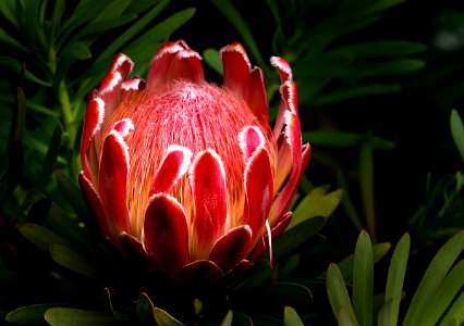 Protea. Pink Ice.