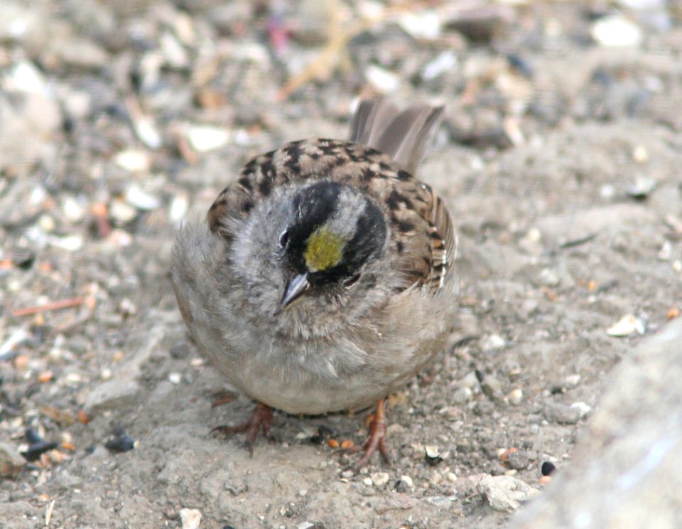 SPARROW, GOLDEN-CROWNED (5-26-08) canet rd, carrizo plain nat monument, san luis obispo, ca