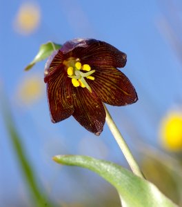 LILY, CHOCOLATE (fritillaria biflora) (4-5-08) - canet -02