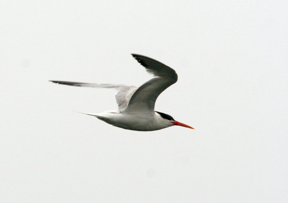 TERN, ELEGANT (7-18-08) -1