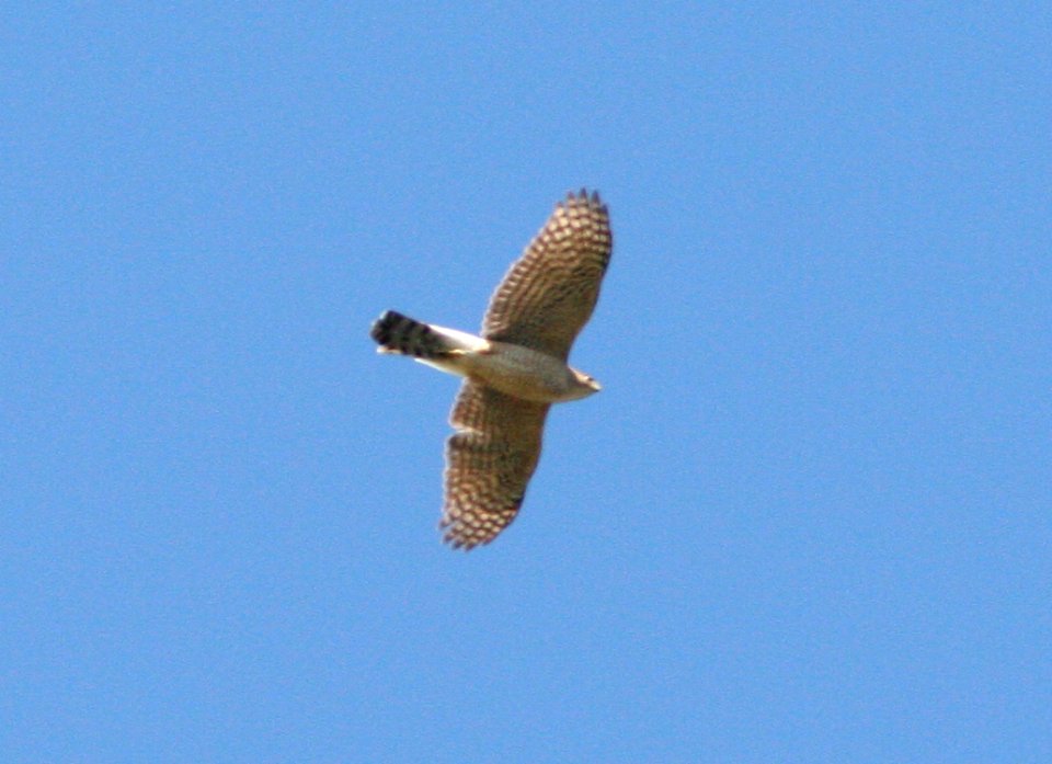 HAWK, COOPER'S (4-12-08) River Rd