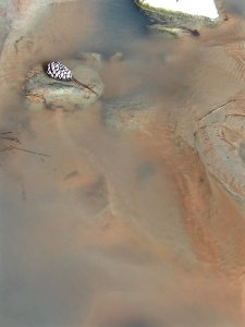 The Silt of La Verkin Creek