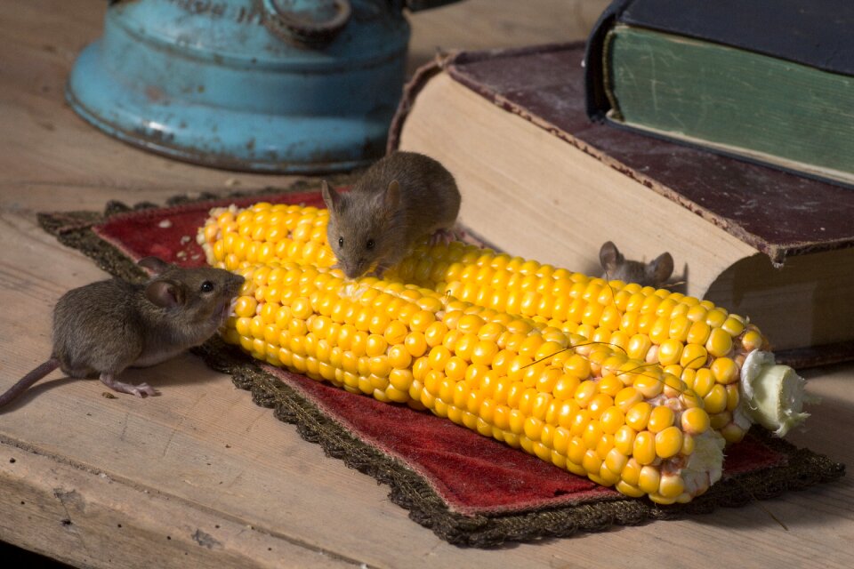 Nager animal portrait vegetables