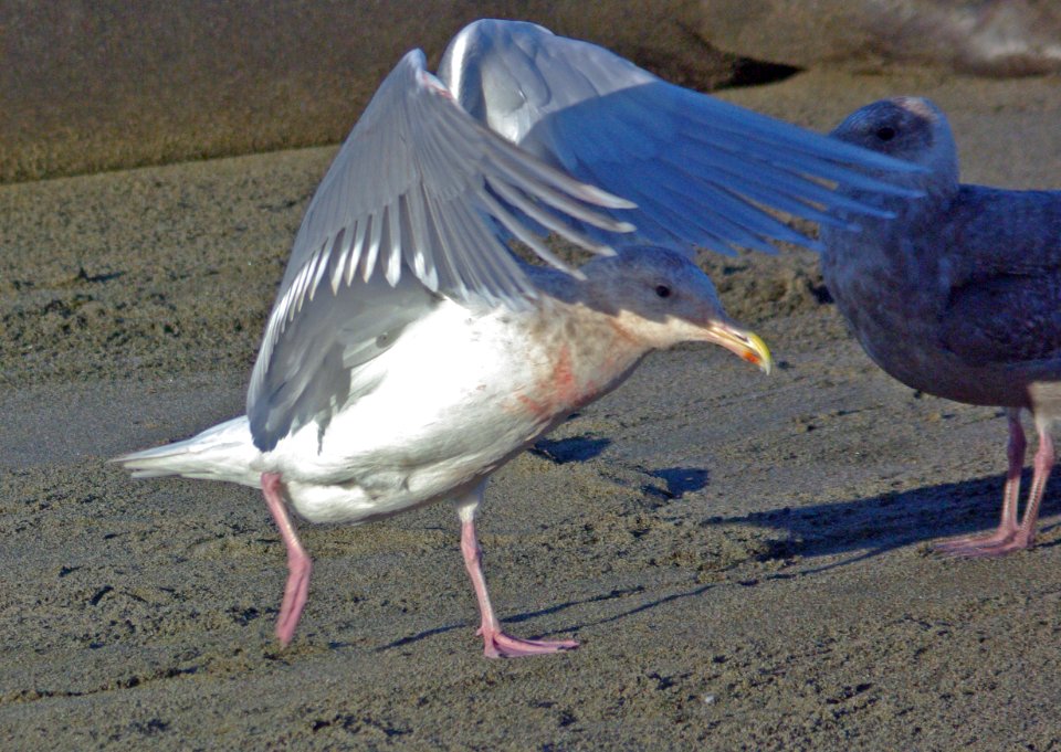 GULL, GLAUCOUS-WINGED (`1-29-08) adult, pos hybrid with herring -2